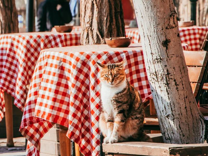 Café tables dressed in red and white checkered tablecloths
