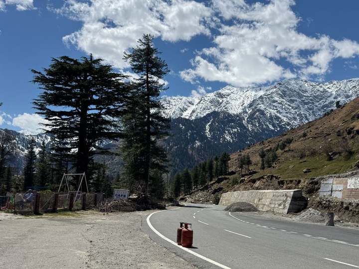 Mountain road lined with deodar trees leading toward snow peaks near Manali