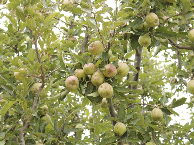 Apples ripening on a tree in a Himachali orchard