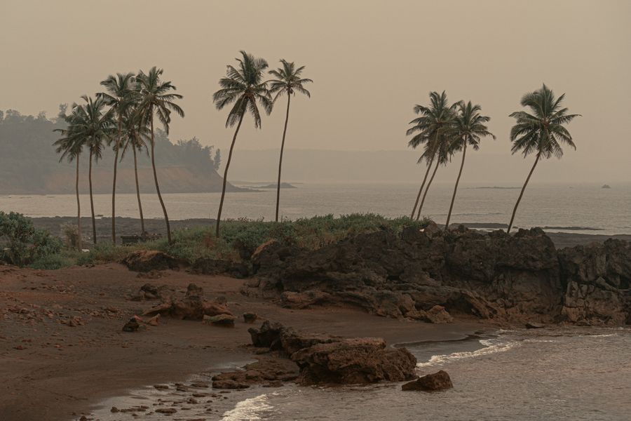 Palm trees leaning over a rocky Goa beach at sunset