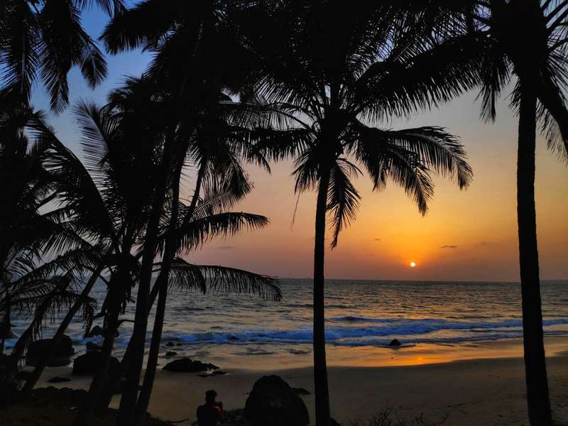Coconut palms silhouetted against a Goan sunset
