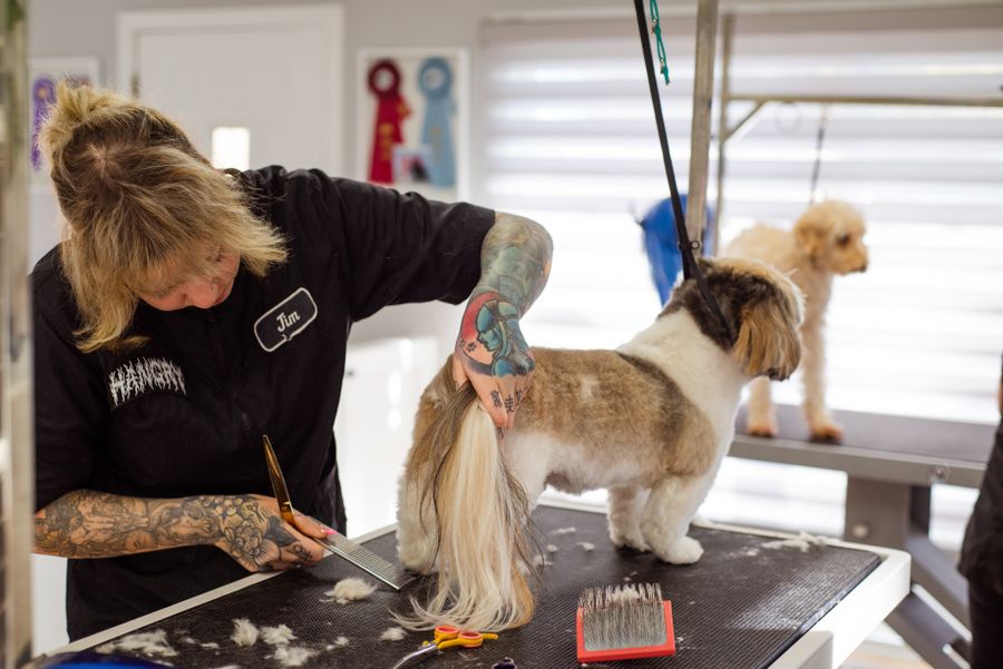A groomer gently styling a Shih Tzu in a bright salon