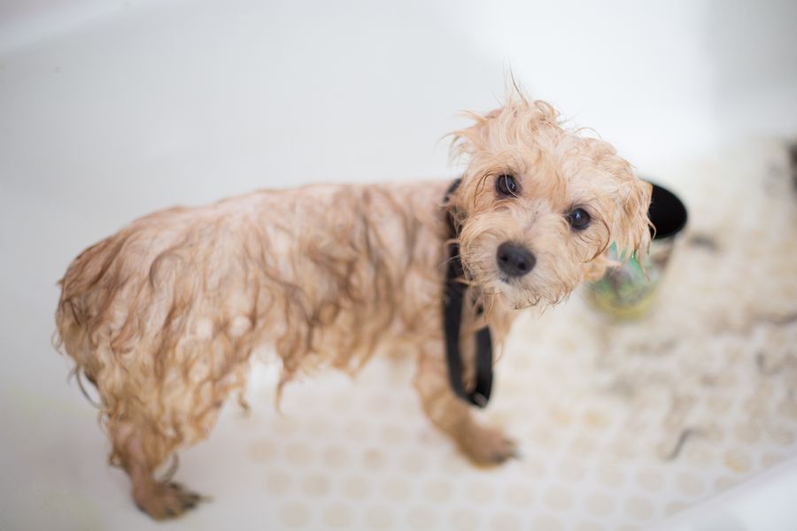 A wet puppy looking up sweetly from the bathtub