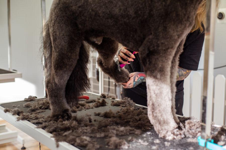 A professional groomer carefully trimming a large dog's coat