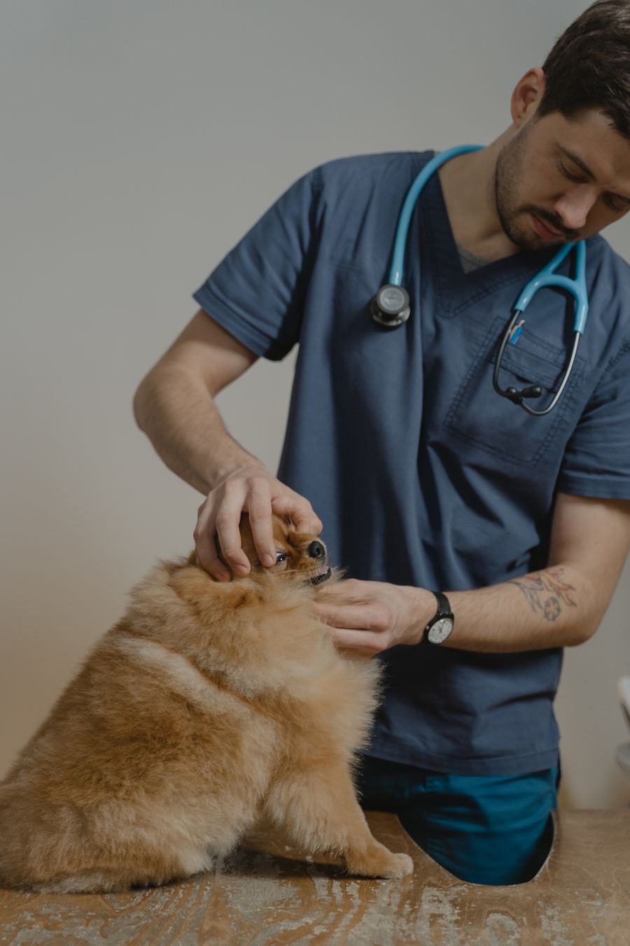 A veterinarian in scrubs examining a fluffy dog at the clinic