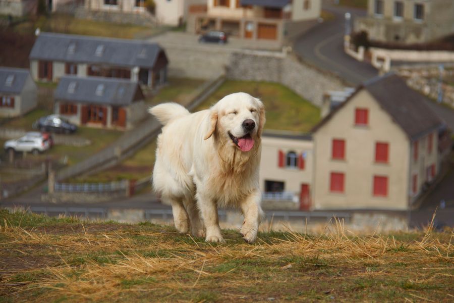 A happy golden retriever running across the grass mid-walk