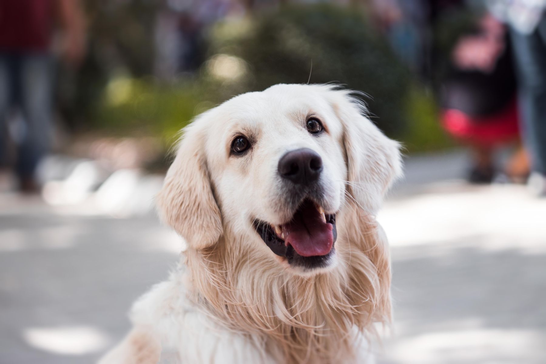 A golden retriever smiling widely outdoors after grooming