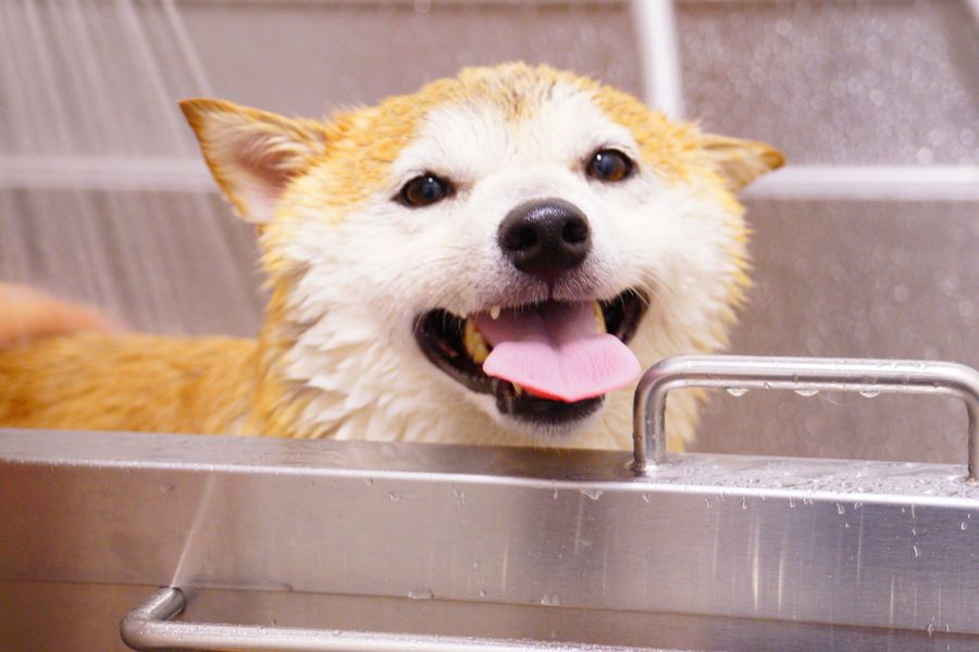 A joyful Shiba Inu enjoying a bath with its tongue out