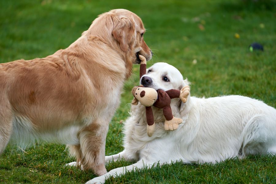 Two golden retrievers playing tug with a plush toy on the lawn