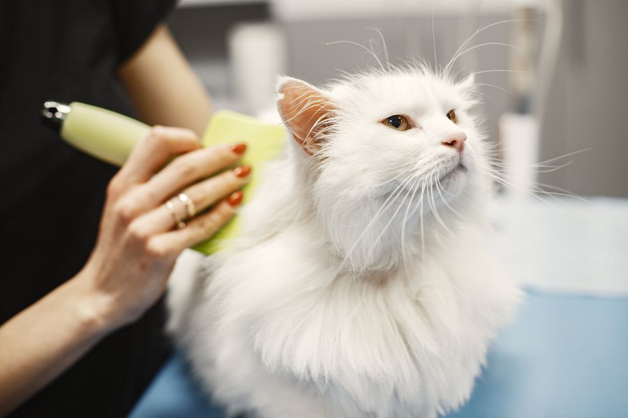 A white Turkish Angora cat being combed in the quiet room