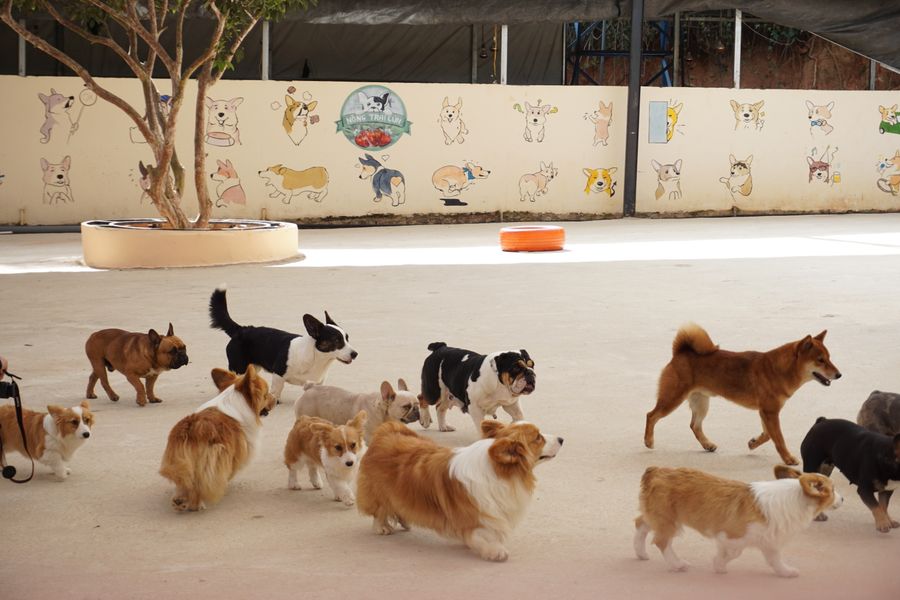 A cheerful group of dogs playing together at daycare